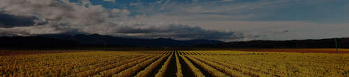 Our Vineyards Our Vineyards